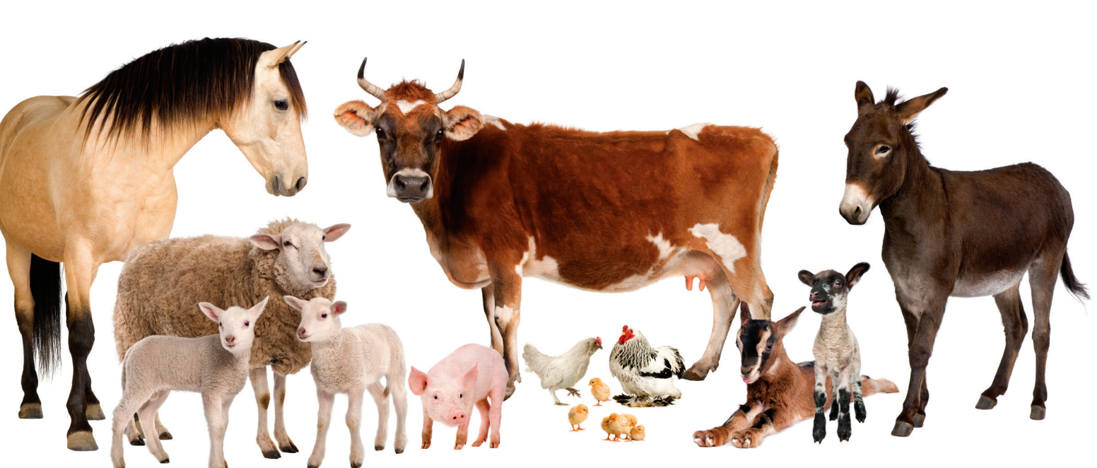 VACANCES A LA FERME